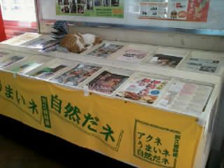 ＪＲ阿久根駅車内で寝ている猫ちゃん