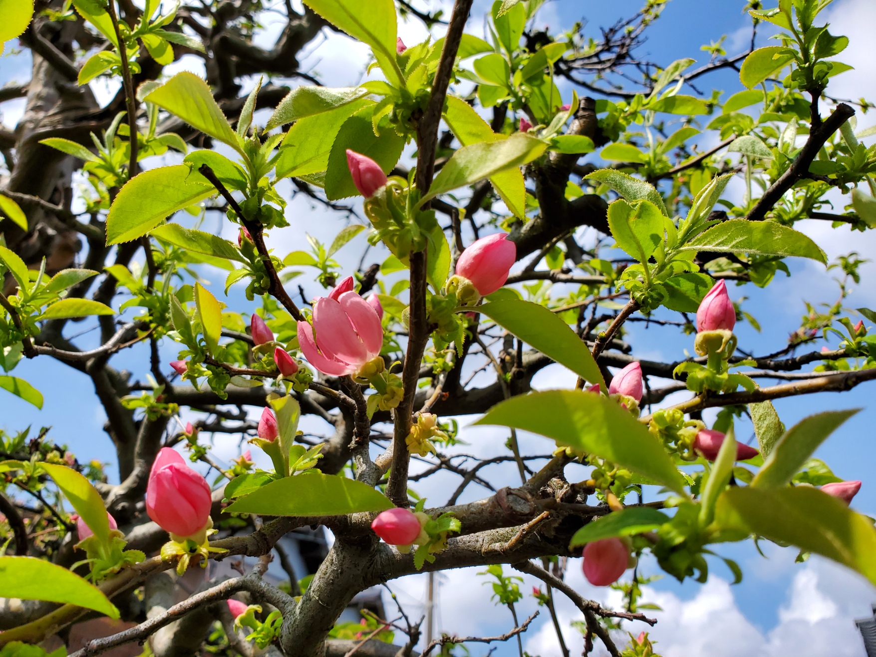 かりんの花