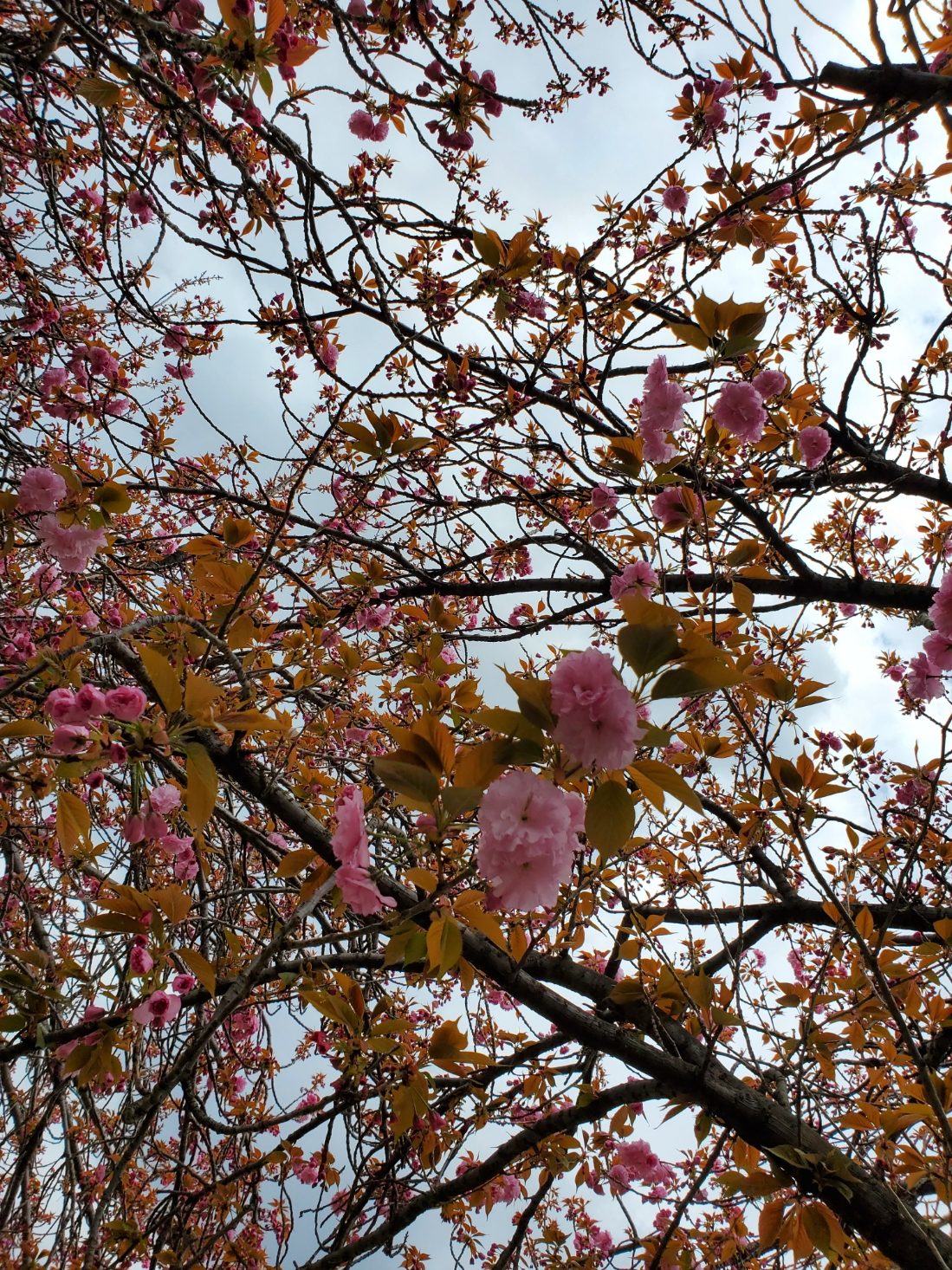 八重桜は２分咲きか