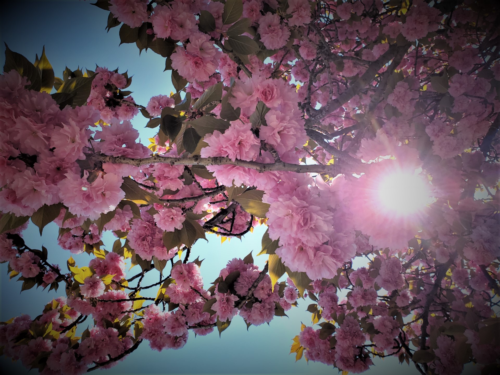 八重桜