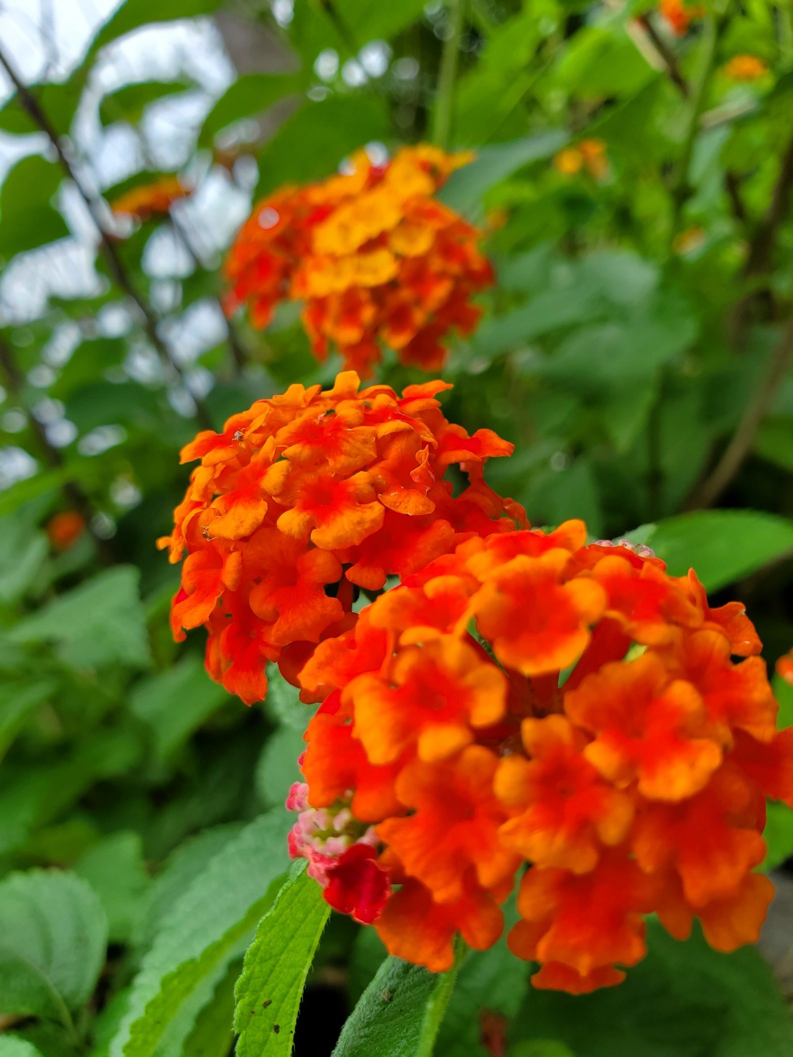 お花がいっぱいです。