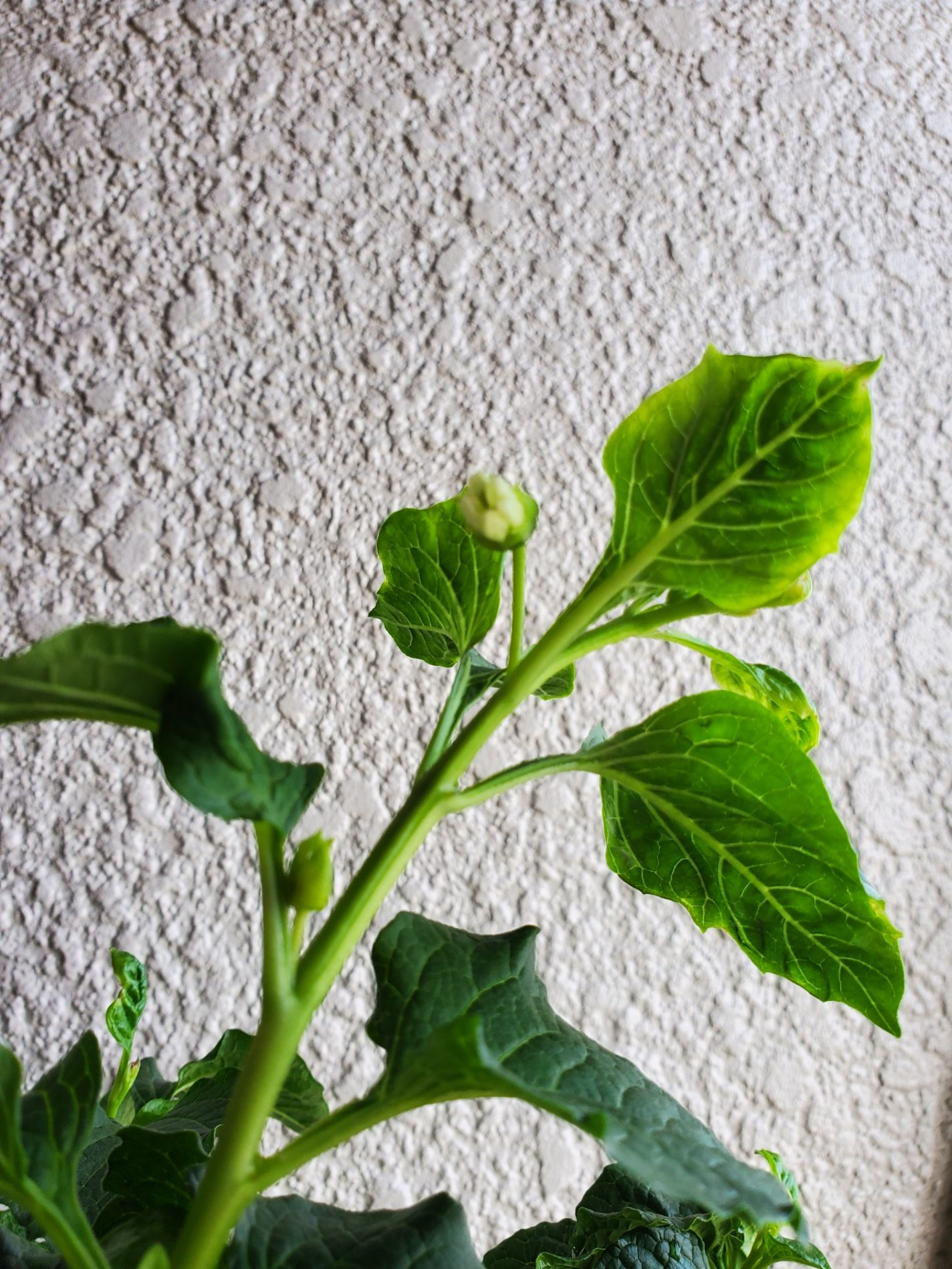 初めてみた鬼灯（ほおずき）の花のつぼみ