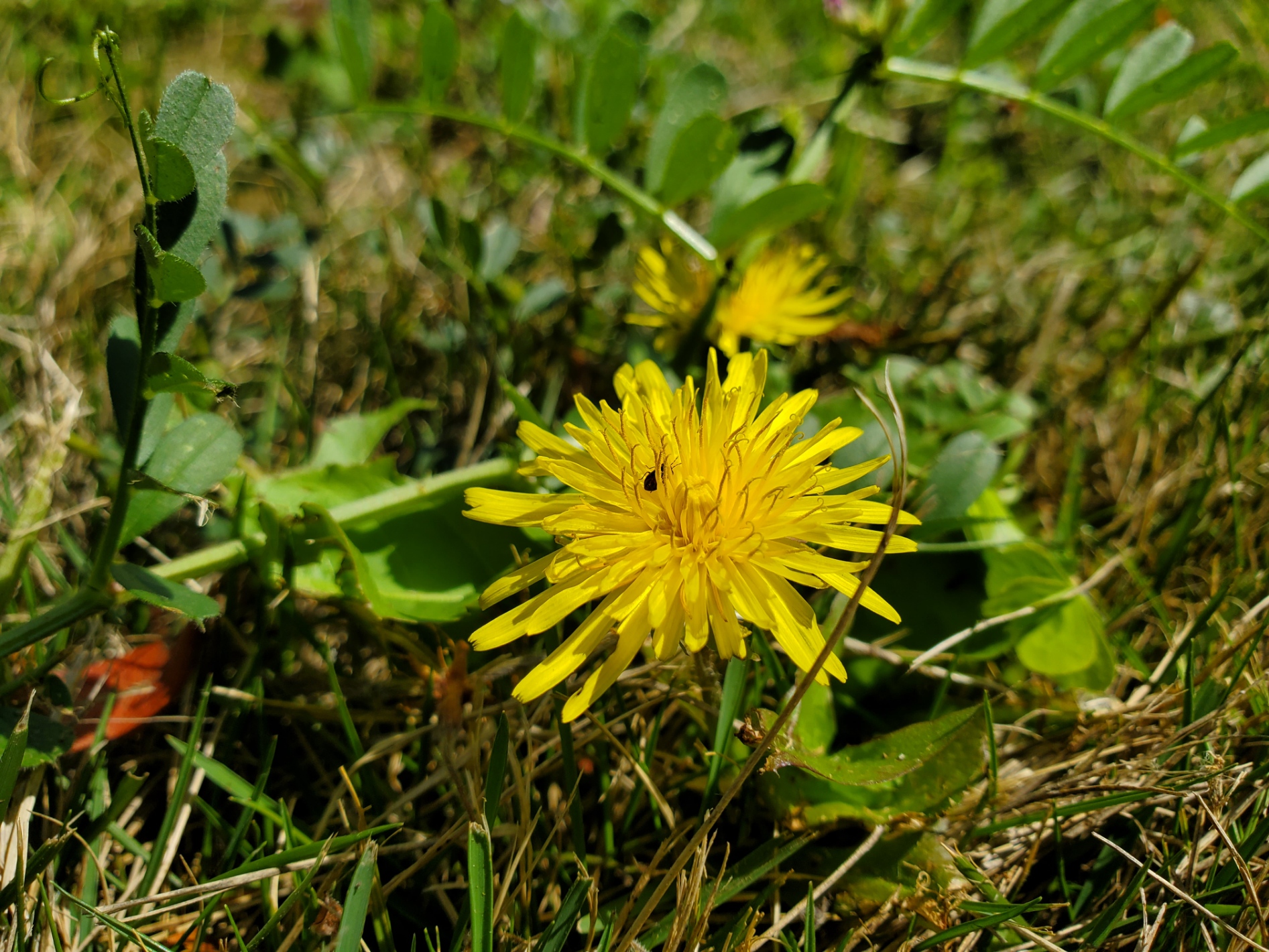 春です、、、花を咲かせられる時期に、隣の「花」など気にせず、思いっきり自分自身の「花」を咲かせてチョ