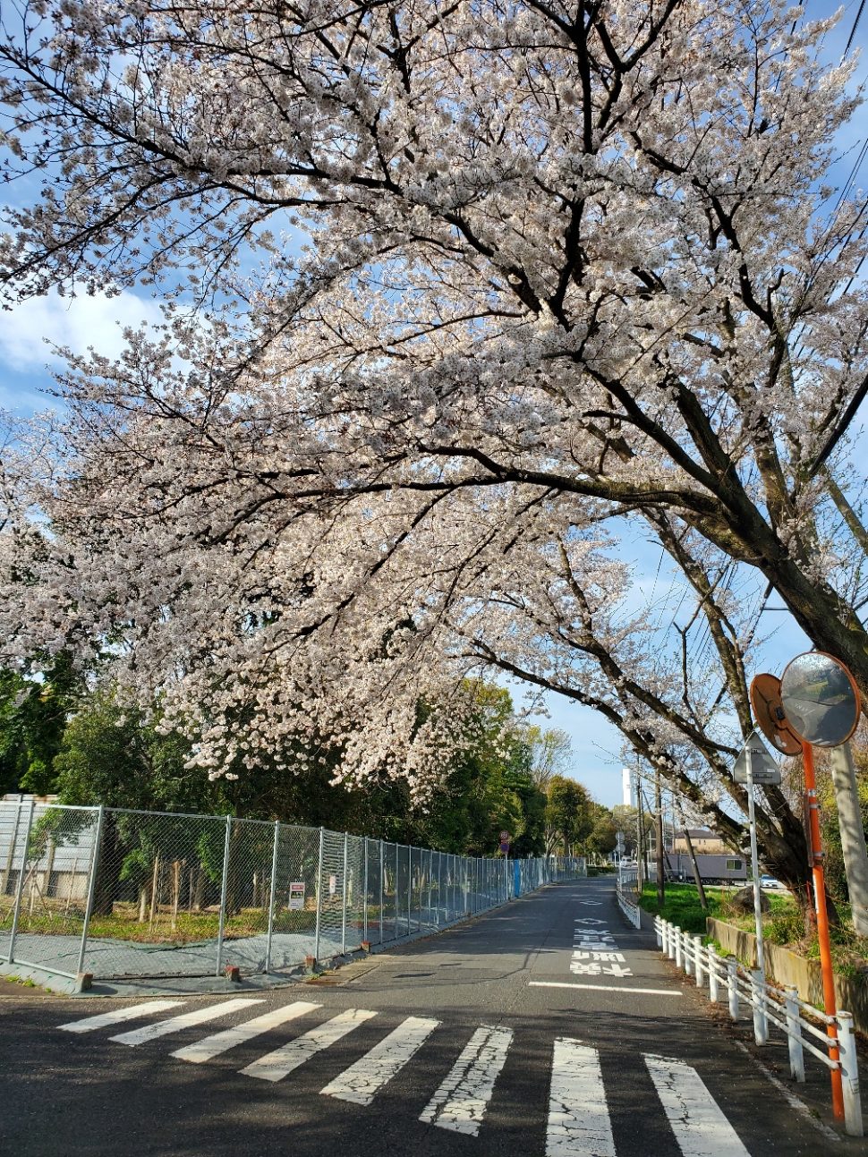 素晴らしいですね、、、どこでしょうか？見事です。いくら公道の上とは言っても、枝払いももったいないです。「私の『市内百景』」より