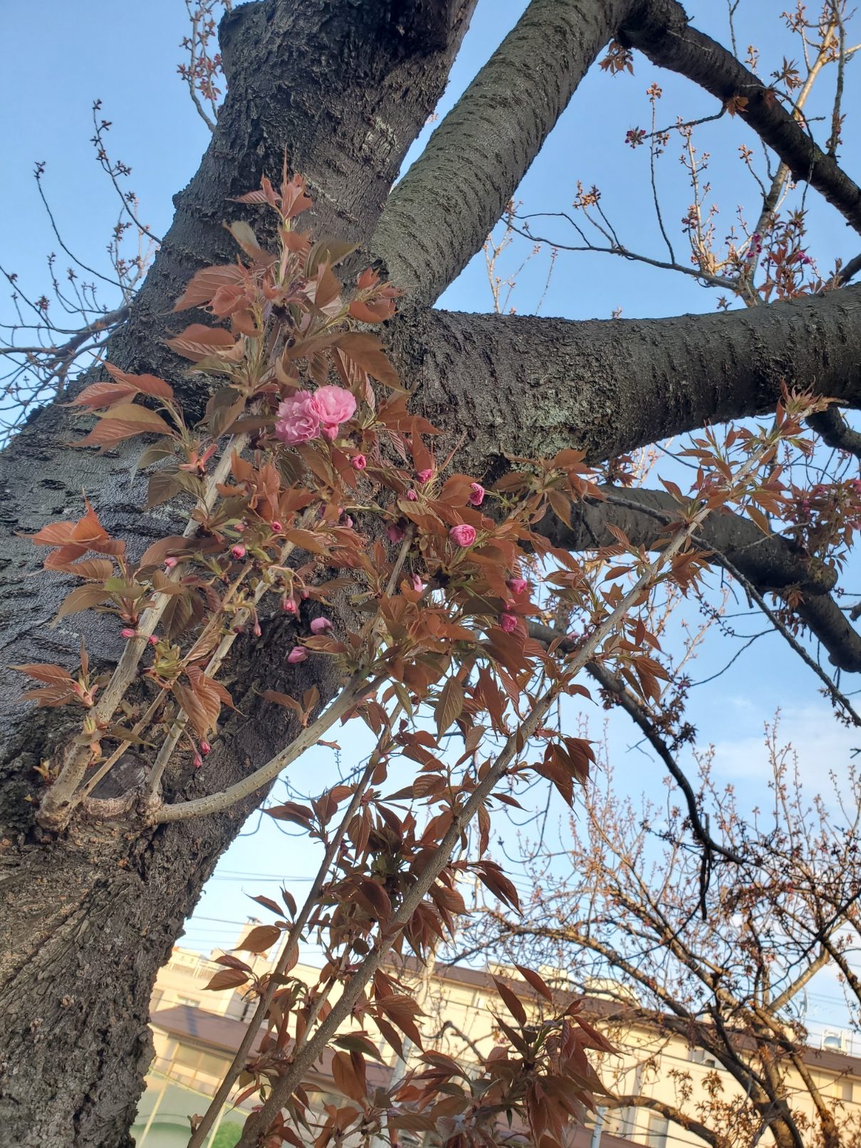 八重桜もやっと花が…